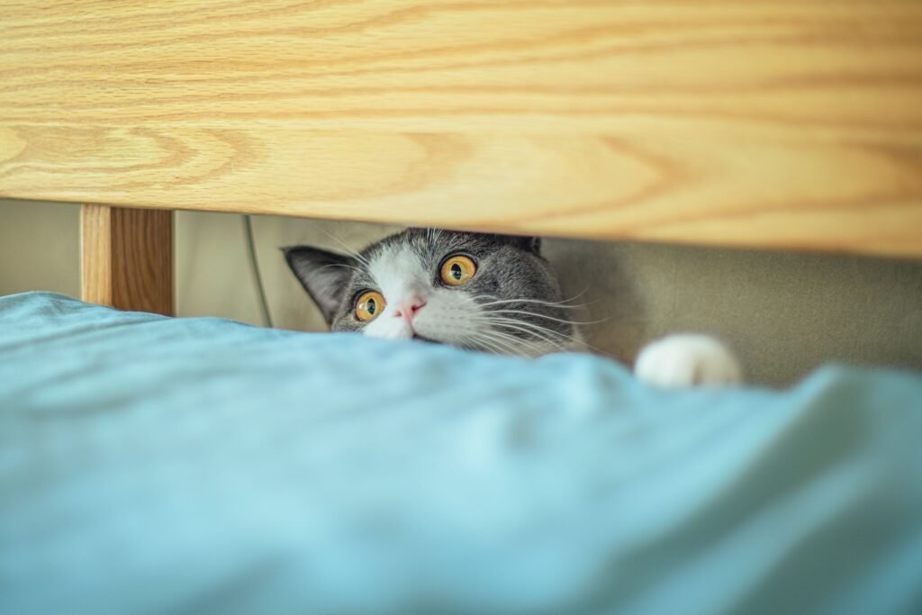 Current image: A frightened-looking grey and white cat peering through the gap between a bed's headboard and mattress.